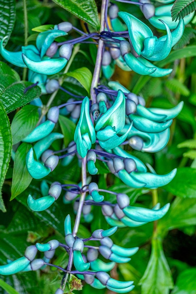 Jade vine